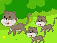 貓中侏儒之新加坡貓